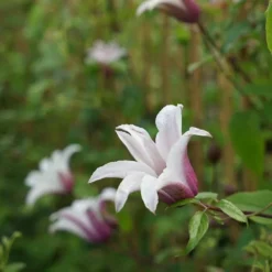 Clématite 'princess Kate®' ('zoprika') - Clematis Texensis 3l -Promos Botanivea Boutique 64870cd0132795.26752018