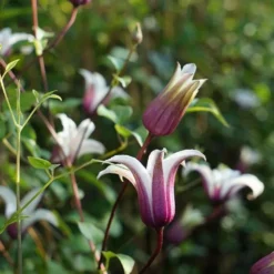 Clématite 'princess Kate®' ('zoprika') - Clematis Texensis 3l -Promos Botanivea Boutique 64870cd01d8a44.32004673