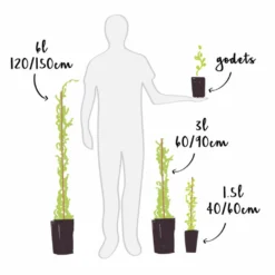 Clématite 'princess Kate®' ('zoprika') - Clematis Texensis 3l -Promos Botanivea Boutique 64870cd03284e2.91036658