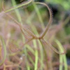 Drosera Binata 'marston Dragon' Caractéristique - Pot 9 Cm