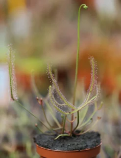 Drosera Binata - Mont Ruapehu - Alpin Form -Promos Botanivea Boutique 648861c8358132.49931676