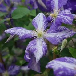 Clématite 'tie Dye' Clematis Jackmanii 3l