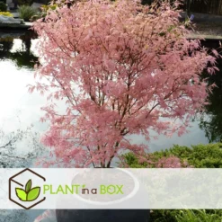Japanese Maple 'taylor' - 'limited Edition' - Pot 19cm - Hauteur 60-70cm -Promos Botanivea Boutique 649325918db7a8.65789021