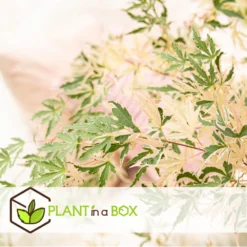 Japanese Maple 'taylor' - 'limited Edition' - Pot 19cm - Hauteur 60-70cm -Promos Botanivea Boutique 64932591b4e217.18472860