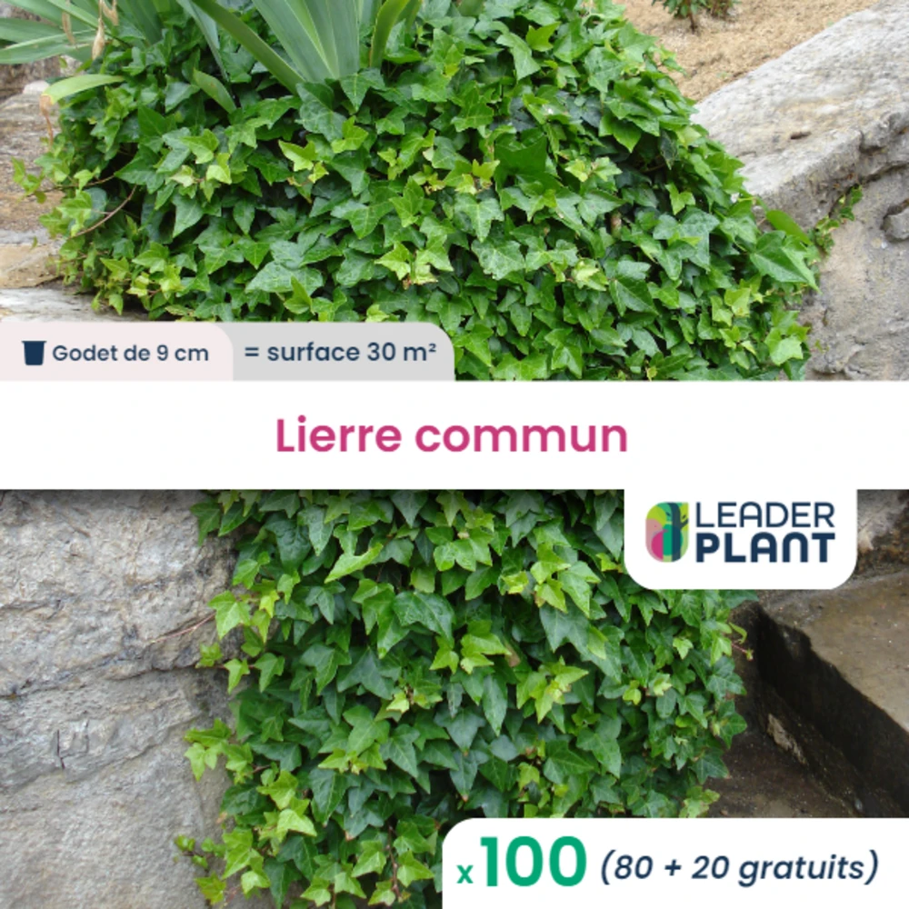 100 X Lierre Commun En Godet 1 100 X Lierre Commun En Godet