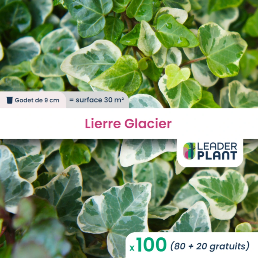 100 X Lierre Glacier En Godet 1 100 X Lierre Glacier En Godet