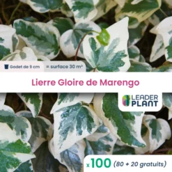 100 X Lierre Gloire De Marengo En Godet