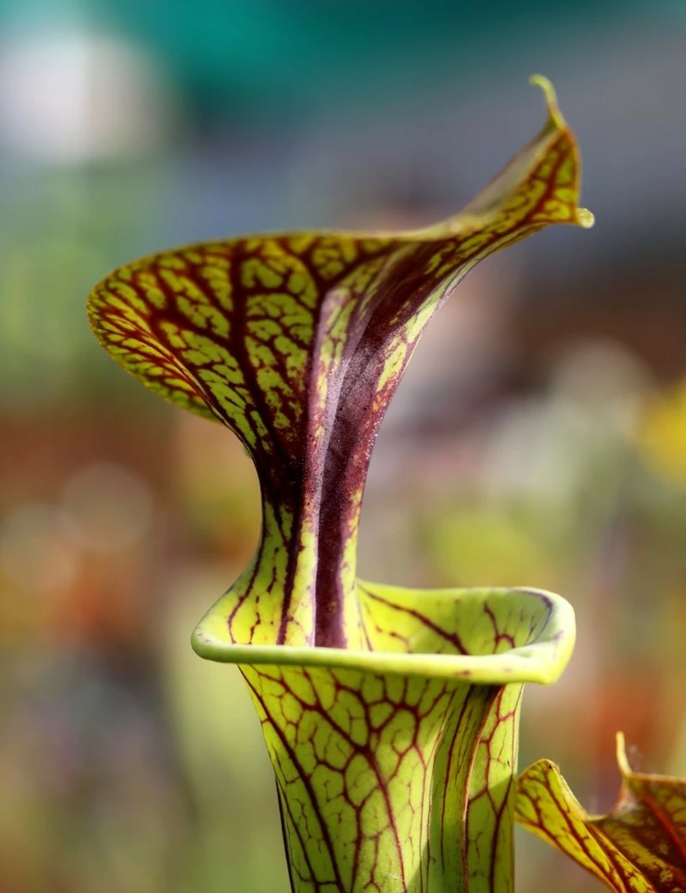 Sarracenia Flava Var. Ornata Caractéristique - Pot 12 Cm 1 Sarracenia Flava Var. Ornata Caractéristique - Pot 12 Cm