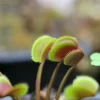 Dionaea Muscipula 'red Piranha' Caractéristique - Pot 7 Cm