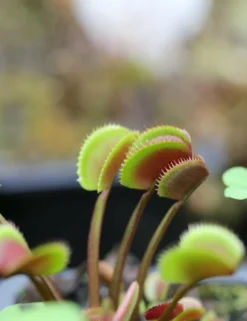 Dionaea Muscipula 'red Piranha' Caractéristique - Pot 7 Cm