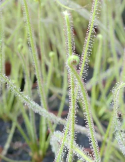 Drosera Filiformis 'florida Giant' Caractéristique - Pot 9 Cm