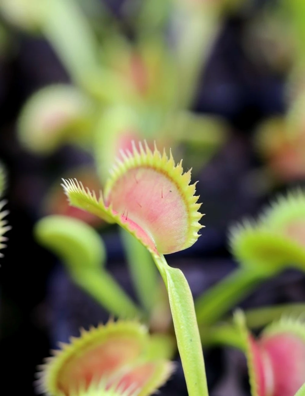 Dionaea Muscipula Tiger Fangs Caractéristique - Pot 7 Cm 1 Dionaea Muscipula Tiger Fangs Caractéristique - Pot 7 Cm