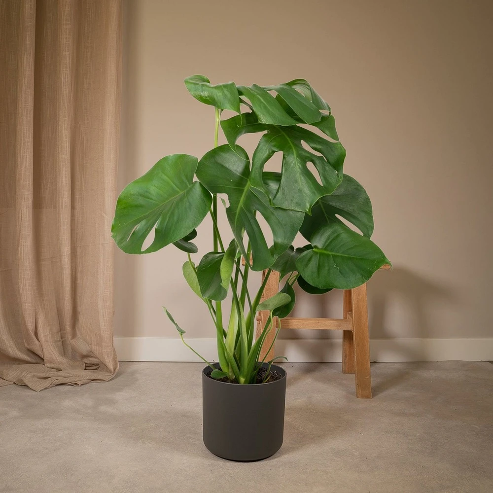 Monstera Deliciosa - H55cm, ø17cm - Plante D'intérieur 2 Monstera Deliciosa - H55cm, ø17cm - Plante D'intérieur – Image 2