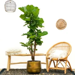 Ficus Lyrata Xxl - H160cm, ø30cm - Très Grande Plante D'intérieur 5 Ficus Lyrata Xxl - H160cm, ø30cm - Très Grande Plante D'intérieur -Promos Botanivea Boutique 74401ca0208fff45