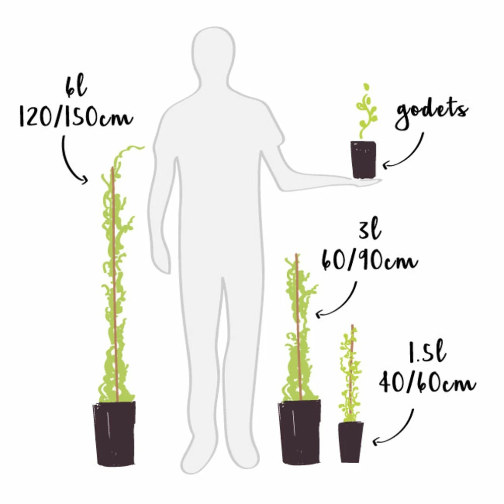 Vigne Vierge Henryana - Parthenocissus Henryana 3l 4 Vigne Vierge Henryana - Parthenocissus Henryana 3l – Image 4