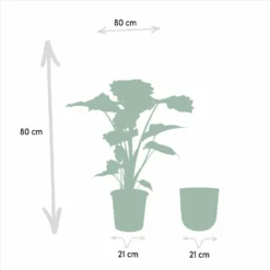 L'alocasia Portodora Et Son Cache-pot Doré - H80cm, ø21cm - Grande Plante D'intérieur 8 L'alocasia Portodora Et Son Cache-pot Doré - H80cm, ø21cm - Grande Plante D'intérieur -Promos Botanivea Boutique 7615aad5a5982523