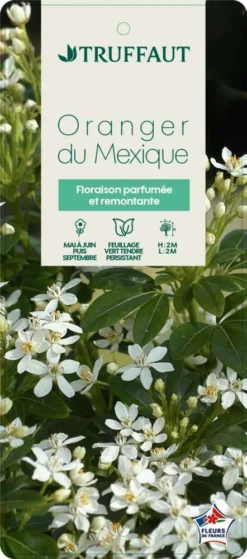 Choisya Ternata: C 5L 12 Choisya Ternata: C 5L -Promos Botanivea Boutique 797537 005