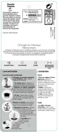 Choisya Ternata: C 5L 11 Choisya Ternata: C 5L -Promos Botanivea Boutique 797537 006