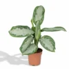 Aglaonema Silver Bay - H55cm, ø17cm - Plante D'intérieur