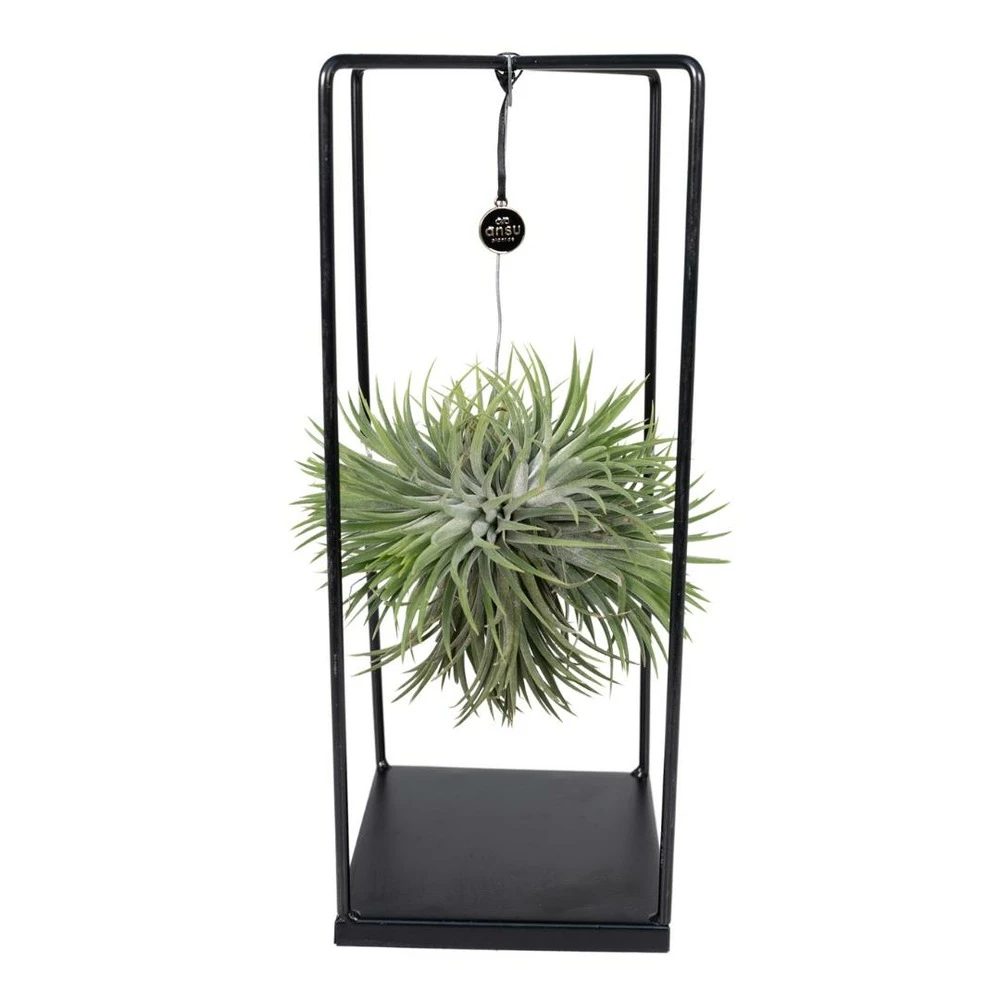 Tillandsia Et Son Support En Cube - H35cm, ø20cm - Plante D'intérieur Tombante 1 Tillandsia Et Son Support En Cube - H35cm, ø20cm - Plante D'intérieur Tombante