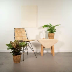 Calathea Makoyana, Calathea Orbifolia, Duo De Plantes - Plantes D'intérieur -Promos Botanivea Boutique 80e3484994a4b8c8