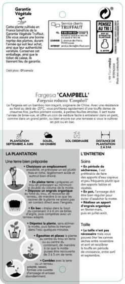 Bambou Non-traçant Fargesia Robusta 'Campbell': Pot De 12 Litres -Promos Botanivea Boutique 814665 002