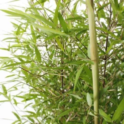 Bambou Non-traçant Fargesia Angustissima: Pot De 5 Litres -Promos Botanivea Boutique 825296 006