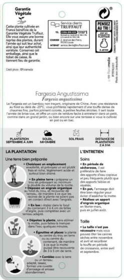 Bambou Non-traçant Fargesia Angustissima: Pot De 5 Litres -Promos Botanivea Boutique 825296 007