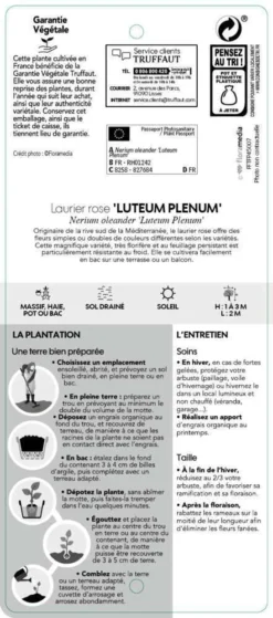 Nerium Oleander Luteum Plenum' Pot 5L -Promos Botanivea Boutique 827684 003