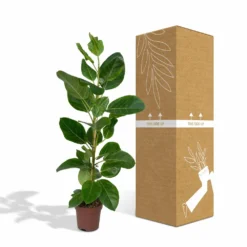 Ficus Altissima - H85cm, ø21cm - Grande Plante D'intérieur 7 Ficus Altissima - H85cm, ø21cm - Grande Plante D'intérieur -Promos Botanivea Boutique 86f7d577990ab096