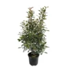 Photinia "Carré Rouge" Pot 10L 1/125