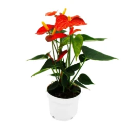 Fleur De Flamant Rose - Anthurium Andreanum - Anthurium - Pot 12cm - "orange Champion