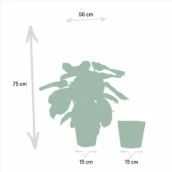 Calathea Médaillon Et Son Panier Naturel - H65cm, ø19cm - Plante D'intérieur 9 Calathea Médaillon Et Son Panier Naturel - H65cm, ø19cm - Plante D'intérieur -Promos Botanivea Boutique 88aeffa7f615bfa9