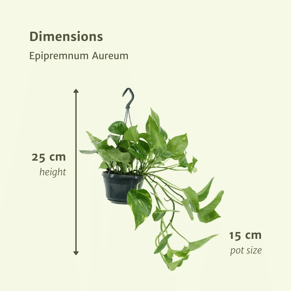 Epipremnum Aureum Scindapsus X2 - H25cm, ø15cm - Plante D'intérieur 4 Epipremnum Aureum Scindapsus X2 - H25cm, ø15cm - Plante D'intérieur – Image 4