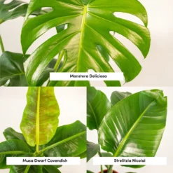 Monstera Deliciosa, Bananier Musa, Strelitzia Nicolai - Grandes Plantes D'intérieur -Promos Botanivea Boutique 964644ac6b97da9d