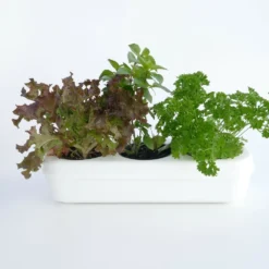 Kit Prêt à Planter - 3 Feuilles