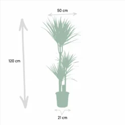 Yucca, Dracaena, Duo De Plantes - Grandes Plantes D'intérieur 8 Yucca, Dracaena, Duo De Plantes - Grandes Plantes D'intérieur -Promos Botanivea Boutique 9da9357d44230960