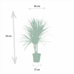 Dracaena Marginata - H90cm, ø17cm - Grande Plante D'intérieur -Promos Botanivea Boutique a10a0eaf2b955cc4
