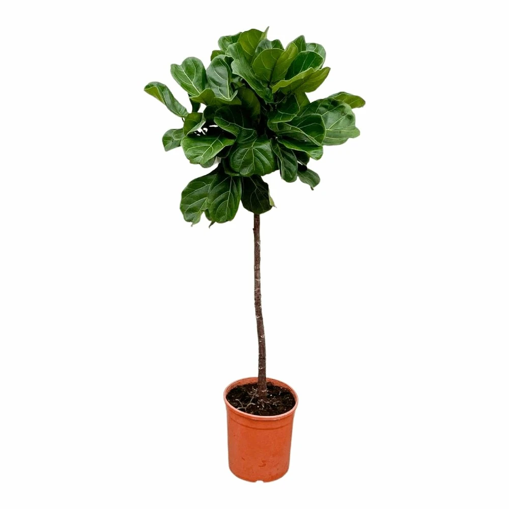 Ficus Lyrata Xl - H150cm, ø30cm - Très Grande Plante D'intérieur 1 Ficus Lyrata Xl - H150cm, ø30cm - Très Grande Plante D'intérieur