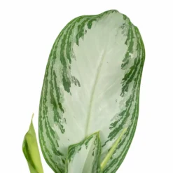 Aglaonema Silver Bay - H55cm, ø17cm - Plante D'intérieur -Promos Botanivea Boutique a5b31a05b559baea
