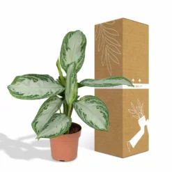 Aglaonema Silver Bay - H55cm, ø17cm - Plante D'intérieur -Promos Botanivea Boutique b5f3c26db9e6b948