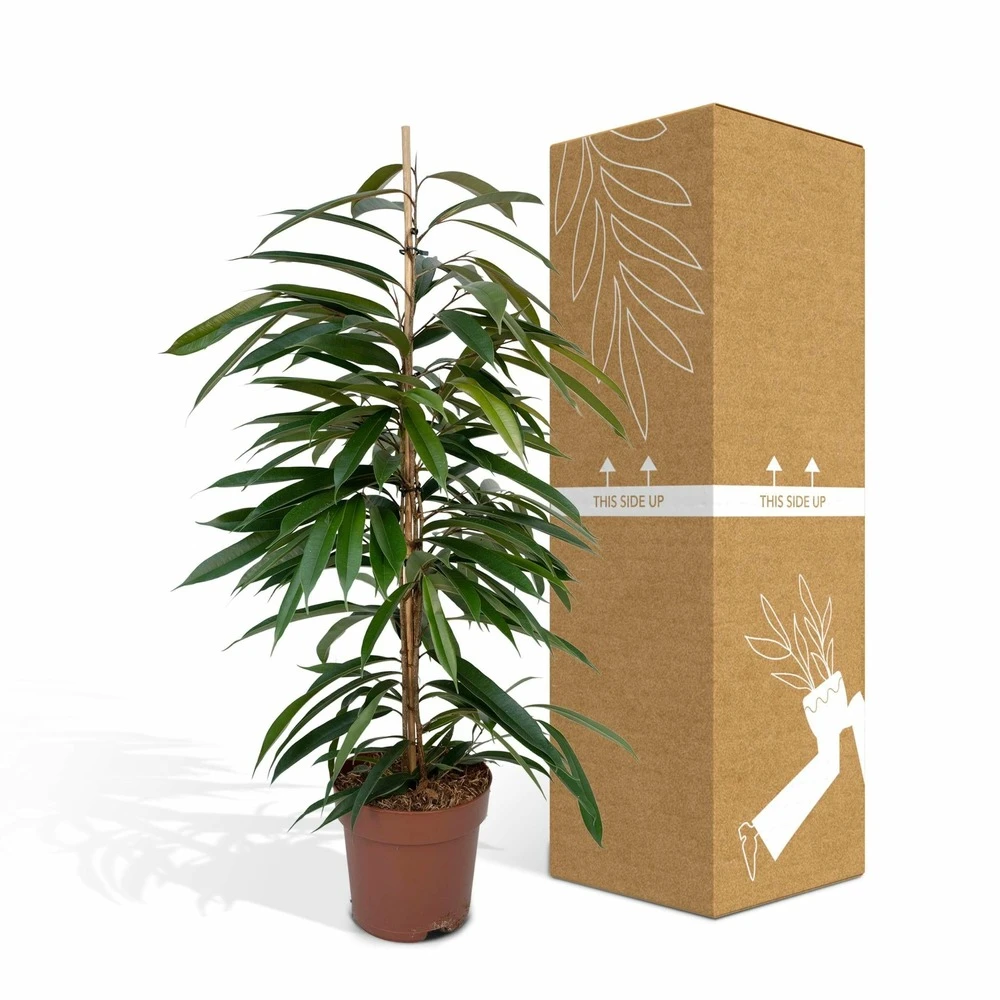 Ficus Amstel King - H100cm, ø21cm - Très Grande Plante D'intérieur 5 Ficus Amstel King - H100cm, ø21cm - Très Grande Plante D'intérieur – Image 5
