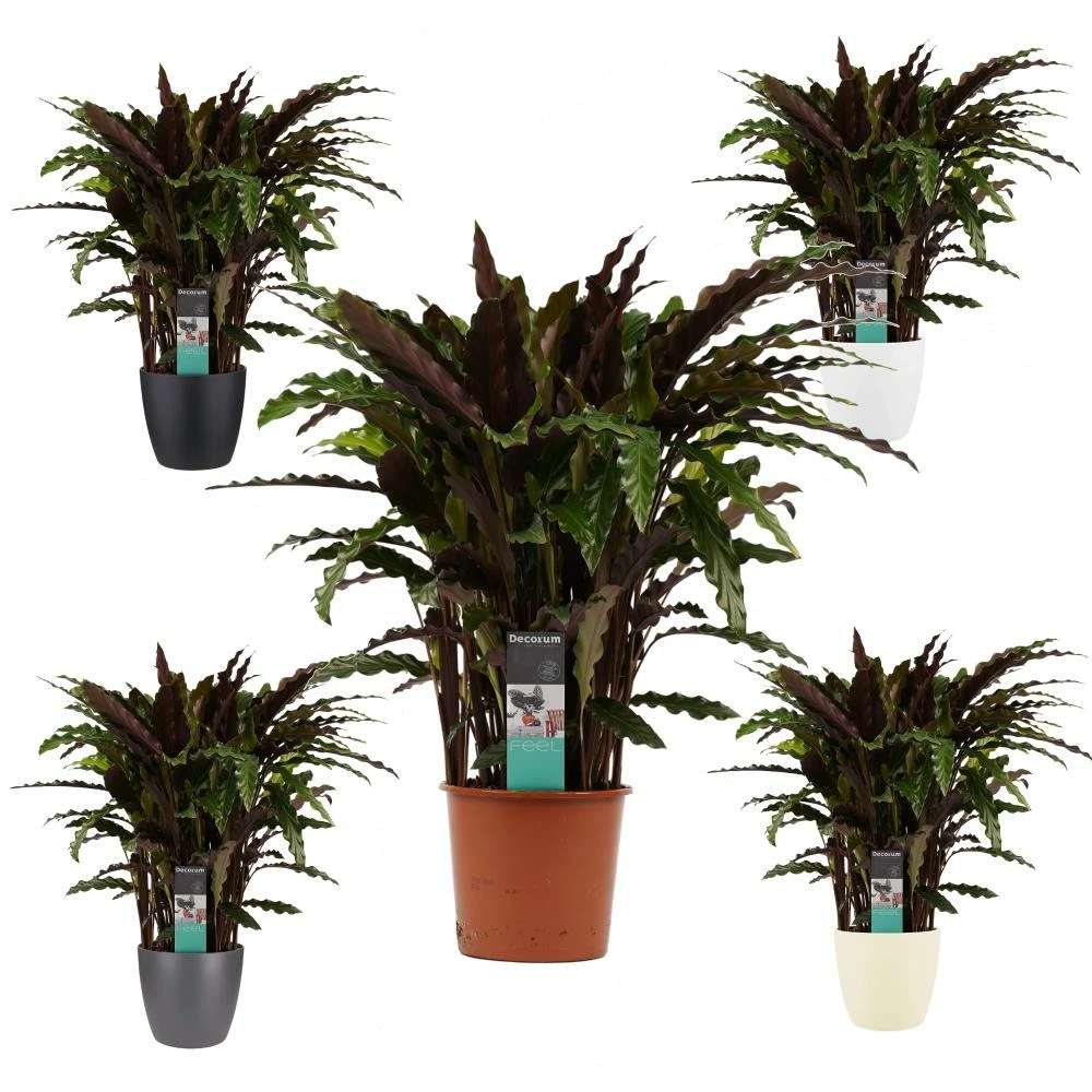 Plante D'ombrage Aux Feuilles Rouge-vert - Calathea Rufibarba Elgegrass - Pot De 17cm - Environ 65-70cm De Haut 1 Plante D'ombrage Aux Feuilles Rouge-vert - Calathea Rufibarba Elgegrass - Pot De 17cm - Environ 65-70cm De Haut