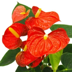Fleur De Flamant Rose - Anthurium Andreanum - Anthurium - Pot 12cm - "orange Champion -Promos Botanivea Boutique b7097dee7be0935f
