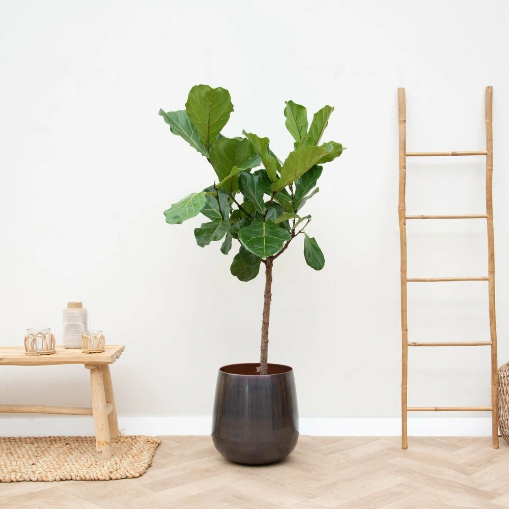 Ficus Lyrata Xl - H150cm, ø30cm - Très Grande Plante D'intérieur 2 Ficus Lyrata Xl - H150cm, ø30cm - Très Grande Plante D'intérieur – Image 2