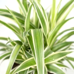 Chlorophytum - H25cm, ø12cm - Plante D'intérieur -Promos Botanivea Boutique b7f620c9978f9f23