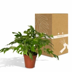 Monstera Minima - H25cm, ø15cm - Plante D'intérieur -Promos Botanivea Boutique b8c87ee92749a24b