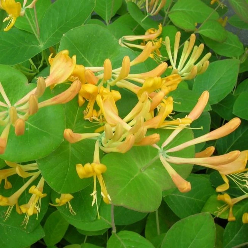 Chèvrefeuille De Tellmann - Lonicera Tellmaniana 3l 1 Chèvrefeuille De Tellmann - Lonicera Tellmaniana 3l
