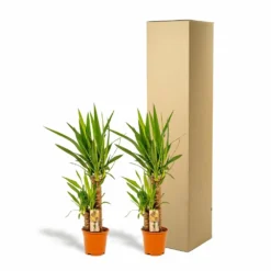 Yucca X2 - H90cm, ø17cm - Grandes Plantes D'intérieur 9 Yucca X2 - H90cm, ø17cm - Grandes Plantes D'intérieur -Promos Botanivea Boutique c6d5abe3bceca92c