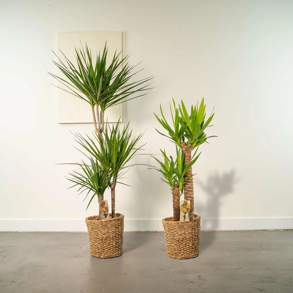 Yucca, Dracaena, Duo De Plantes - Grandes Plantes D'intérieur 2 Yucca, Dracaena, Duo De Plantes - Grandes Plantes D'intérieur – Image 2